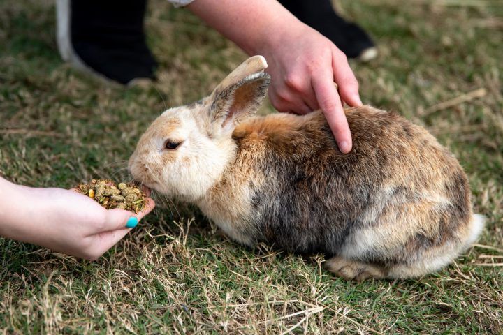 Kaninchen wird mit der Hand gefüttert