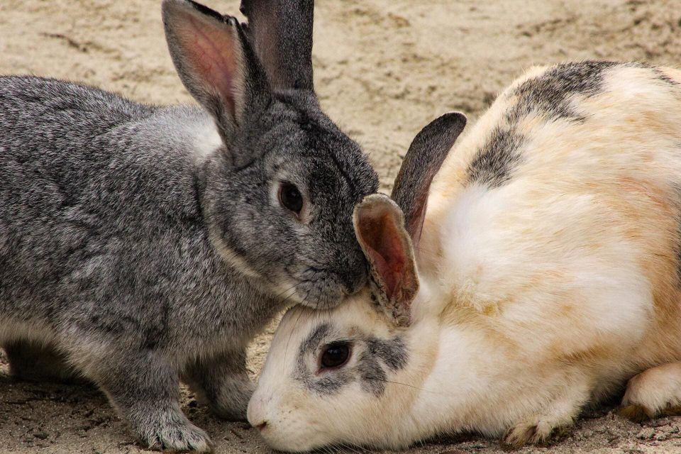 Zwei Kaninchen beschnuppern sich gegenseitig
