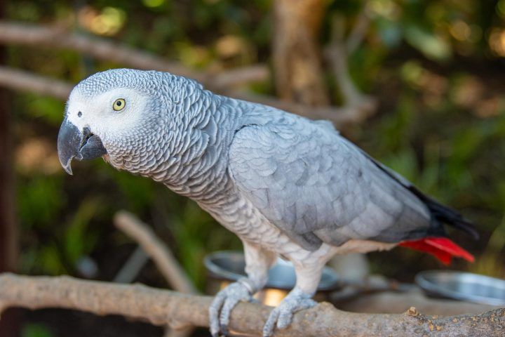 Papagei sitzt auf einem Ast